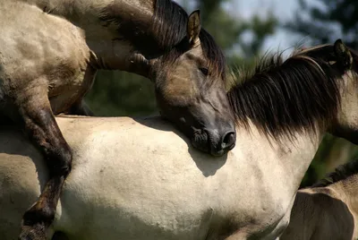 Beautiful horses