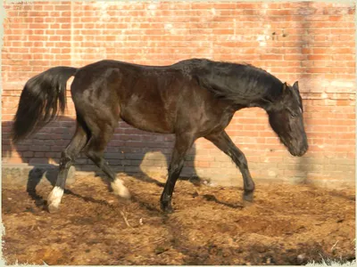 Спаривание лошадей. Зачатие и рождение жеребенка | EquiLife.ru - Первый  Конный журнал online