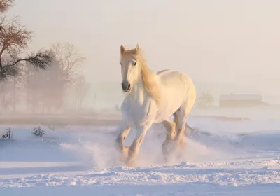 Beautiful horses