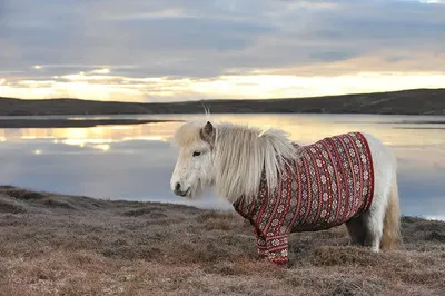 Lipizzan стоковое фото. изображение насчитывающей женщина - 170479874