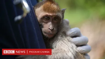 Пара бабуинов испортила семейную поездку, начав спариваться на капоте машины