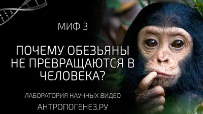 12 нетривиальных фактов связанных с происхождением человека | Цитадель  адеквата | Дзен