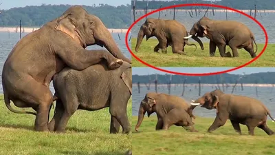 Спаривание слонов фото