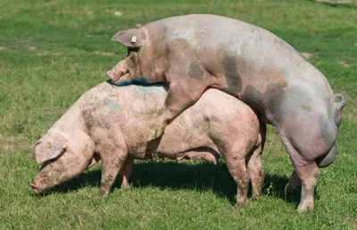 Спаривание свиней фото