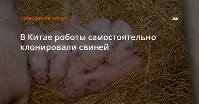 Популяция трудноистребимых \"суперсвиней\" из Канады угрожает вторгнуться в  США (The Associated Press, США) | 27.11.2023, ИноСМИ