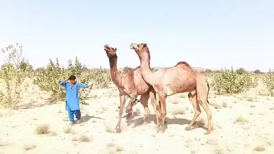 Спаривание верблюдов в степных условиях 🐪 - YouTube