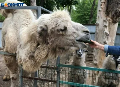 Брачный» период бактрианов завершился. — Ферма верблюдов в Татарстане