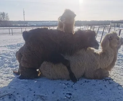 Central Asian Analytical Network CAAN - How Many Humps on a Camel? In  Kazakhstan, It's Complicated  https://www.nytimes.com/2019/09/01/world/europe/how-many-humps-on-a-camel-in-kazakhstan-its-complicated.html  Cколько горбов у верблюда? В Казахстане на ...