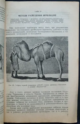Горбун, не помнящий родства: как одногорбый верблюд стал другом человека |  Вокруг Света