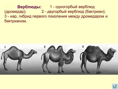 Верблюды Австралии - история и влияние на экосистему континента — Природа  Мира