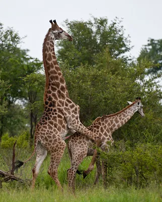 Спаривание жирафов фото