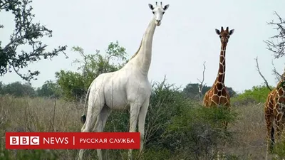 Самцы жирафов просят самок помочиться, чтобы узнать, готовы ли они к  спариванию - INVOLTA TECHNOLOGIES