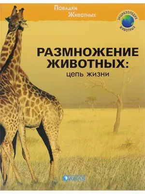 Единственный в мире белый жираф получил электронную метку - BBC News  Русская служба