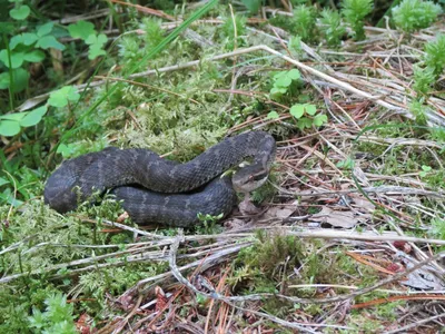 Червеобразная слепозмейка (лат. Typhlops vermicularis) – Интересные животные