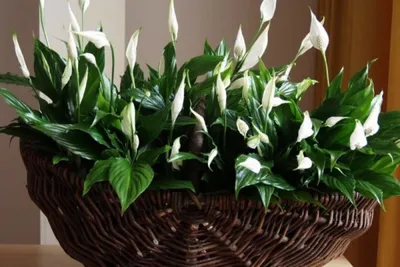 Спатифиллум: 5 причин держать цветок в своем доме - archidea.com.ua