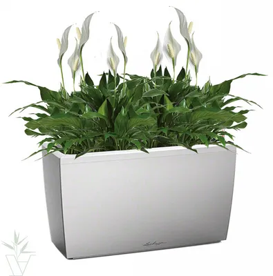 Купить комнатные растения Спатифиллум Шопен в кашпо с автополивом LECHUZA,  общая высота - 100 см в магазине ARTPLANTS с доставкой по Москве