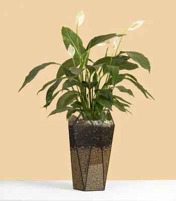 Купить растение Спатифиллум в напольном кашпо Морковка / Geo Glass