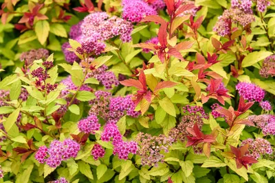 Спирея японская — разноцветный кустарник для вашего сада. Посадка, уход,  размножение. Фото — Ботаничка