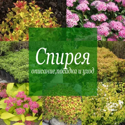 Спиреи, описание, пасадка и уход - Зеленый горизонт | Продажа природного  камня и декоративных растений