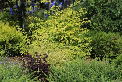 Спирея Вангутта: компактная и золотая, 14 фото нашего сада | Сад под  Петербургом | Дзен
