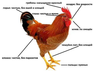 Моющее средство для уборки в клетках для кроликов с дезинфицирующим  эффектом, кислотное, 1л. Bioclean (ID#1889547813), цена: 485 ₴, купить на  Prom.ua