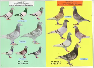 Спортивные голуби. - Летно-спортивные - Продажа голубей