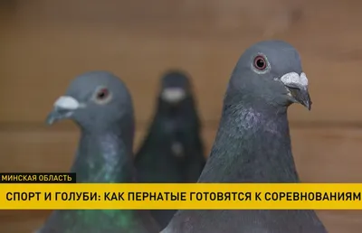 Самые быстрые голуби России живут в Копейске