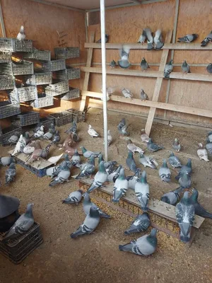 50 интересных и удивительных фактов о голубях | Все о голубях от А до Я |  Дзен