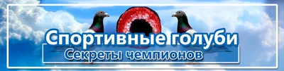 Голубедром: Чемпионат Мира крылатых спортсменов в Брюсселе 2016 года. |  Fermer.Ru - Фермер.Ру - Главный фермерский портал - все о бизнесе в  сельском хозяйстве. Форум фермеров.