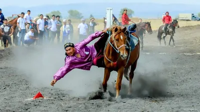 Продажа спортивных лошадей КСК \"Кедр\" | Facebook