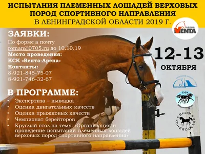 Молодые спортивные лошади на продажу🐴 | Facebook