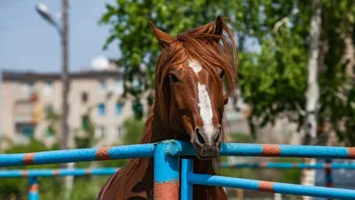 Мюсли для лошадей St.Hippolyt