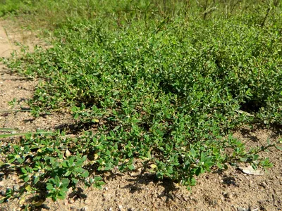 Polygonum arenastrum - Изображение особи - Плантариум