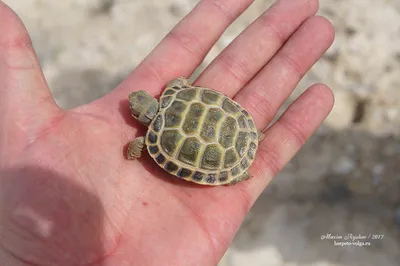 Среднеазиатская черепаха (Agrionemys horsfieldii)