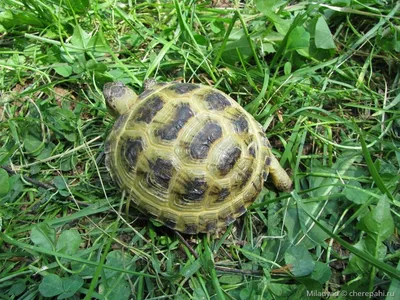 Testudo (Agrionemys) horsfieldii (Среднеазиатская черепаха) - Черепахи.ру