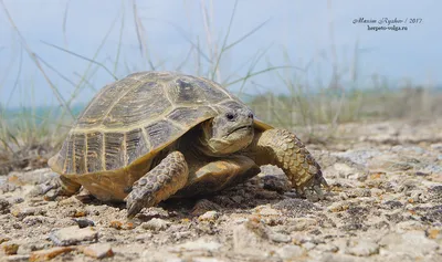 Среднеазиатская черепаха (Agrionemys horsfieldii)