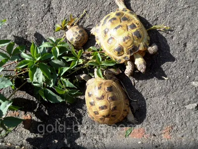 Среднеазиатская сухопутная черепаха (Testudo horsfieldii) - 9-10см