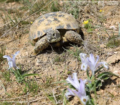 Среднеазиатская черепаха (Testudo (Agrionemys) horsfieldii) купить в Москве  по цене 16 460 руб. в интернет-магазине ExoLife