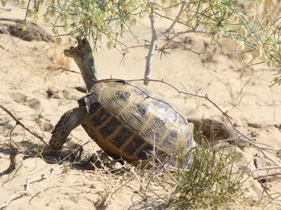 Среднеазиатская черепаха или степная черепаха - Testudo (Agrionemys)  horsfieldii - «Немного о содержании среднеазиатской сухопутной черепахи и о  своих черепашках.» | отзывы