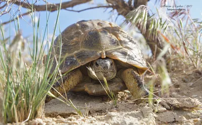 File:Testudo (Agrionemys) horsfieldii.jpg - Wikimedia Commons