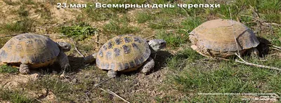 Товары для сухопутных черепах