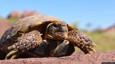 Среднеазиатская черепаха (Testudo (Agrionemys) horsfieldii) купить в Москве  по цене 16 460 руб. в интернет-магазине ExoLife