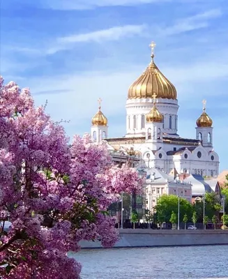 Сирень | В душе весна | Весна в Москве в 2023 г | Соборы, Храм, Москва