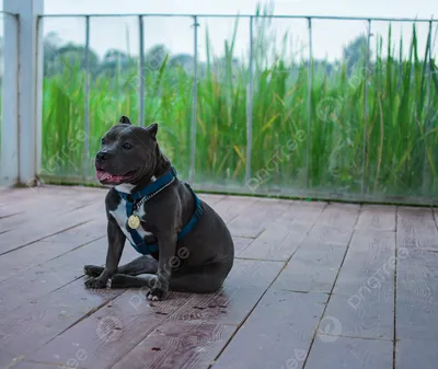 собачий Стаффорд Фон, собачка, трусливый, черный фон картинки и Фото для  бесплатной загрузки
