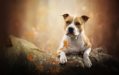 Обои осень, портрет, собака, бревно, боке, Американский стаффордширский  терьер картинки на рабочий стол, раздел собаки - скачать