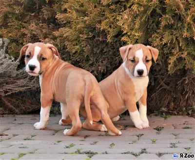 Американский стаффордширский терьер — купите щенка в Москве за 30000 ₽ на  ZooYa.ru