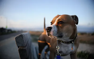 Обои пес, собака породы, морда, американский стаффордширский терьер,  стаффордширский бультерьер - картинка на рабочий стол и фото бесплатно