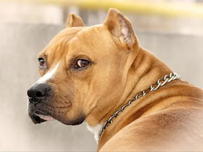 Американский стаффордширский терьер фото собаки, Американский стаффордширский  терьер фото породы собак обои, фото фотографии на… | Pitbull dog, Pitbulls,  Dog breeds