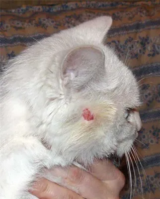 Стафилококк у кошек - 110 фото, нюансы диагностики и лечения антибиотиками