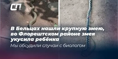 Группа Лесоповал - «Где блатные и пацанчики с района? Теперь на \"Лесоповал\"?  ходят дамы забальзаковского возраста и \"чикули\" на каблах. Но \"Белый лебедь  на пруду\" актуален и поныне! Одна жизнь- один \"Лесоповал\"! » |